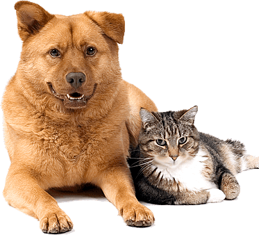 Köpek ve Kedi