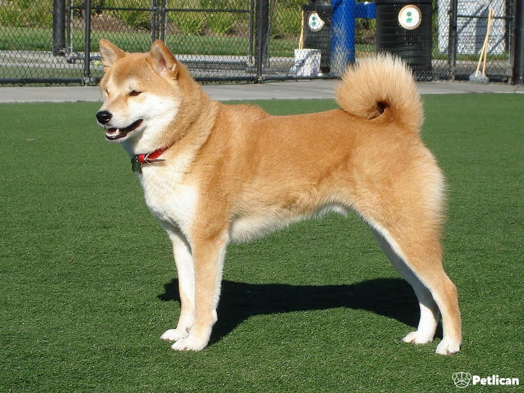 Ainu