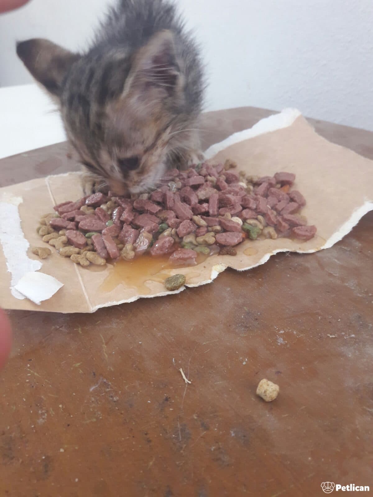Tek Gözlü Yavrumuz Sahiplendirilecek