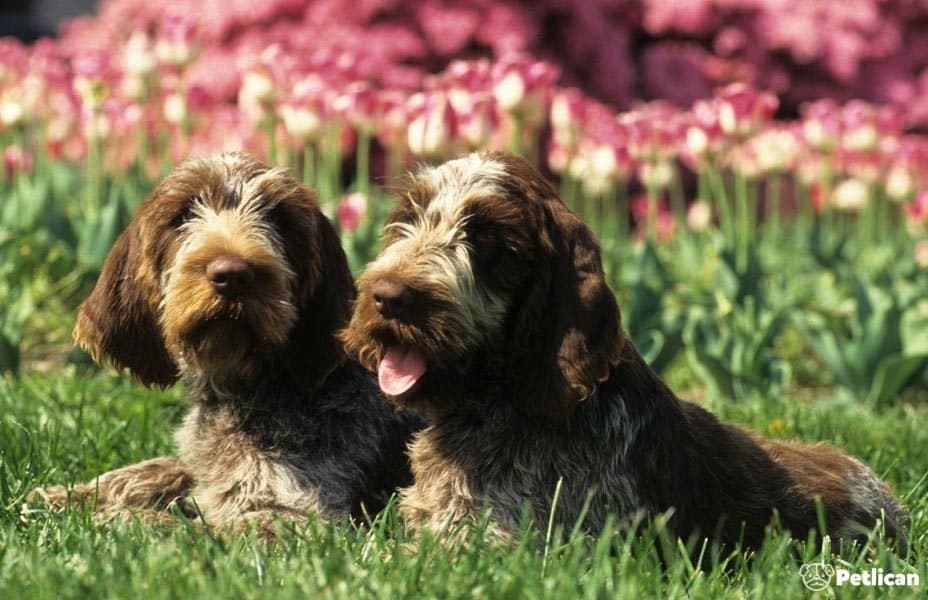 Spinone İtaliano: Baştan Aşağı Enerji Dolu