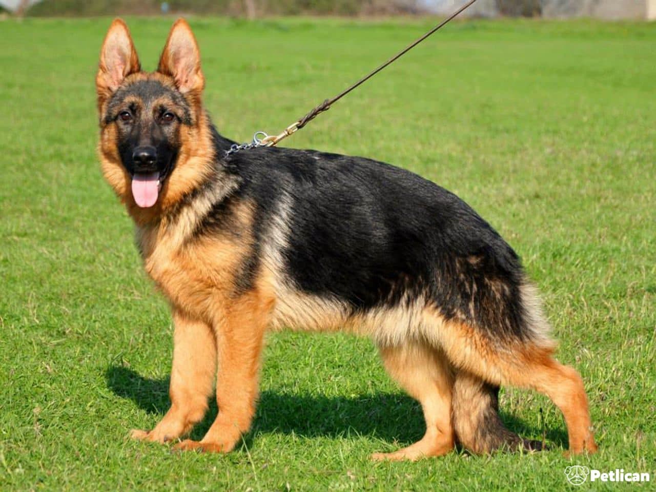 Alman Çoban Köpeği (Alman Kurdu)