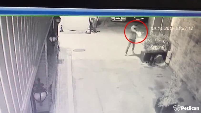 Üsküdar'da Kediye Kurşun Yağdıran Katil!
