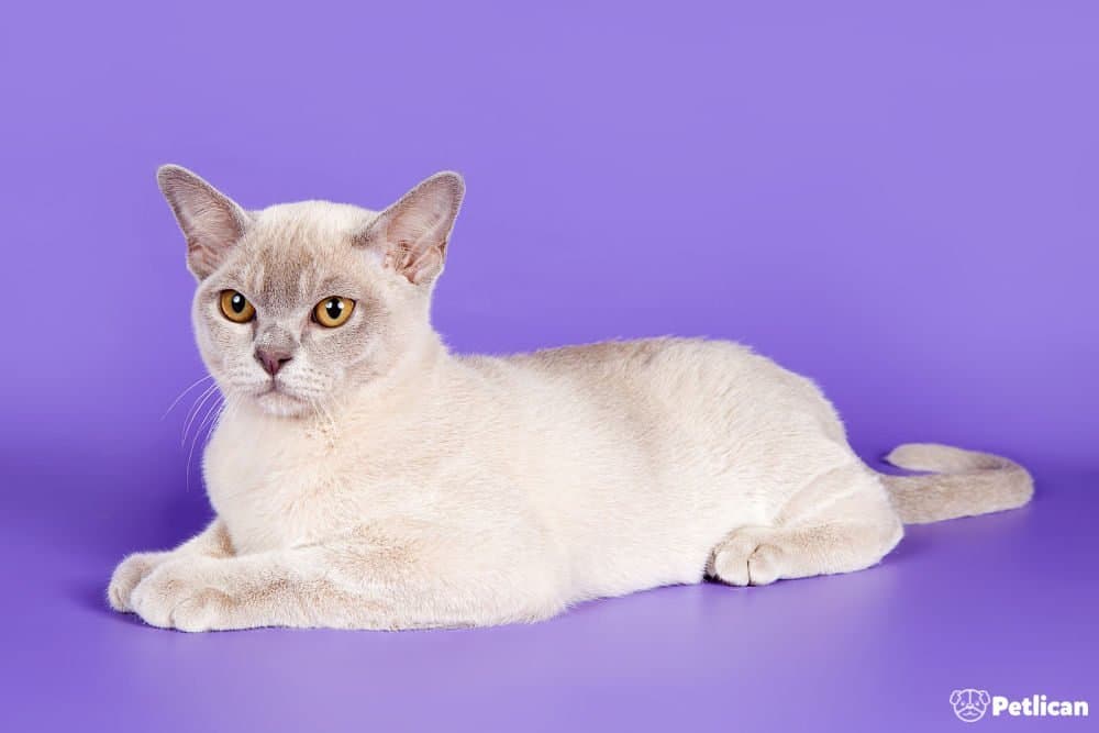 Burmese