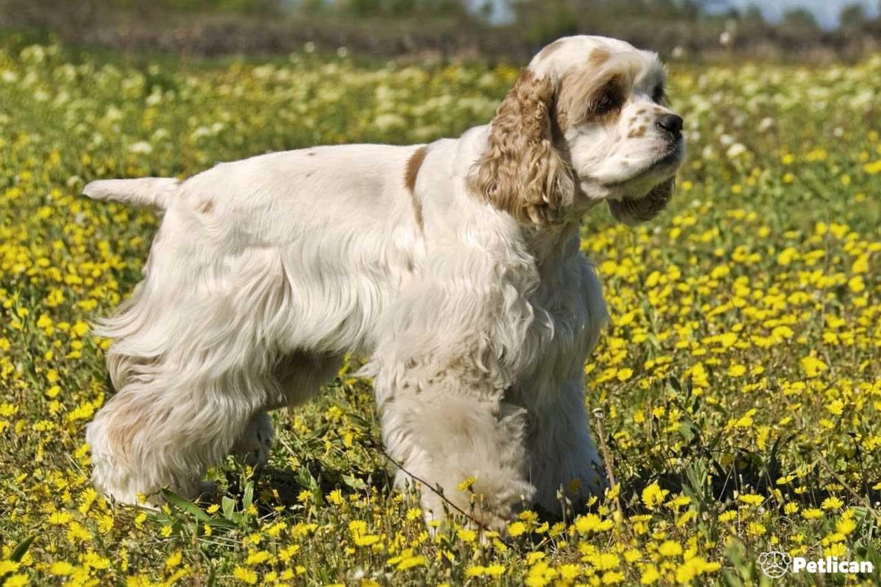 Amerikan Cocker Spaniel