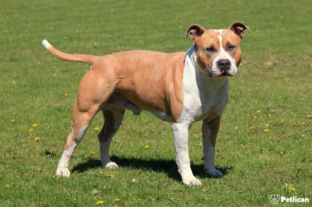 Amerikan Staffordshire Terrier