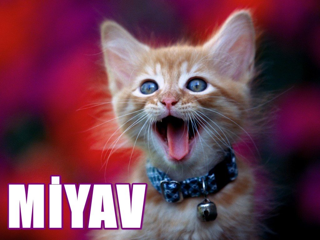 Kedilerle Oynanabilecek Oyunlar