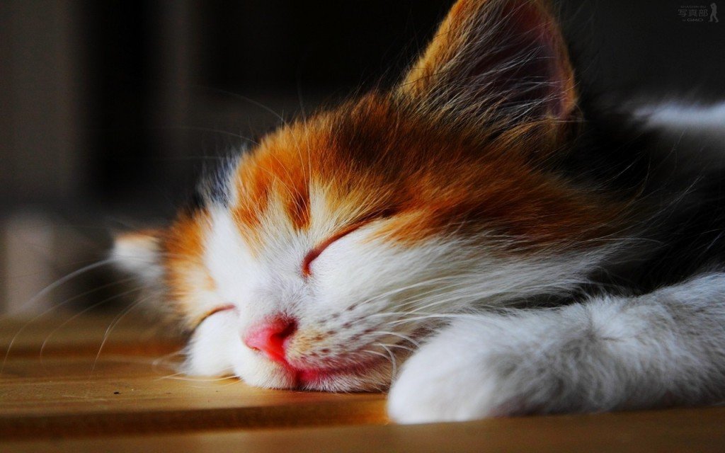 Kedi Uykusu
