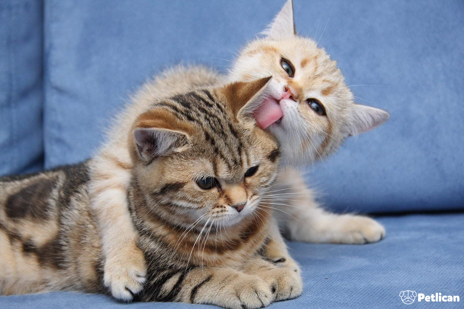 iki kedi beslemek petlican com