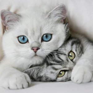 Kediler ve Köpekler Arasındaki Farklar - Petlican.com