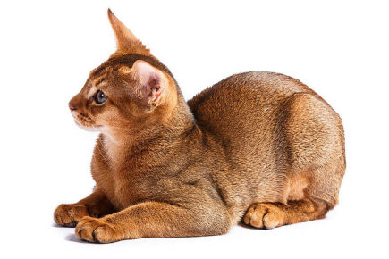 Class property employ ancho red  multi level mansion