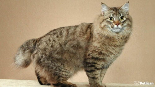 American Bobtail Cinsi Kedi Bakımı ve Özellikleri