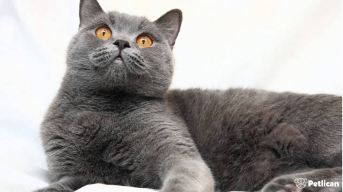 British Shorthair Cinsi Kedi Bakımı ve Özellikleri