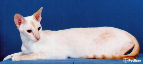 Colorpoint Shorthair Cinsi Kedi Bakımı ve Özellikleri