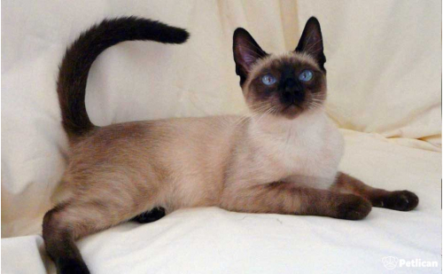 American Keuda Cinsi Kedi Bakımı ve Özellikleri