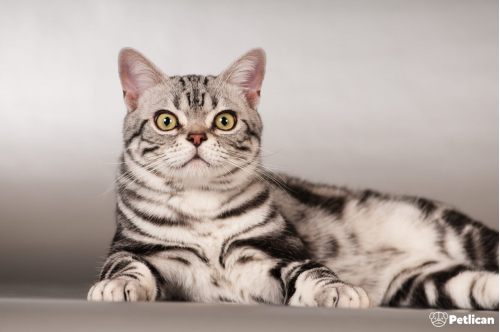 American Shorthair Cinsi Kedi Bakımı ve Özellikleri