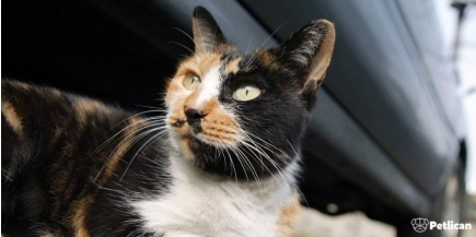 Class property employ ancho red  multi level mansion