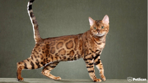 Bengal Cinsi Kedi Bakımı ve Özellikleri