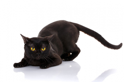 Class property employ ancho red  multi level mansion