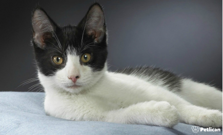 Class property employ ancho red  multi level mansion