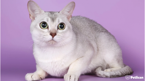 Burmilla Cinsi Kedi Bakımı ve Özellikleri