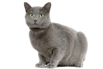 Class property employ ancho red  multi level mansion