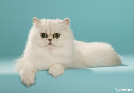 Class property employ ancho red  multi level mansion