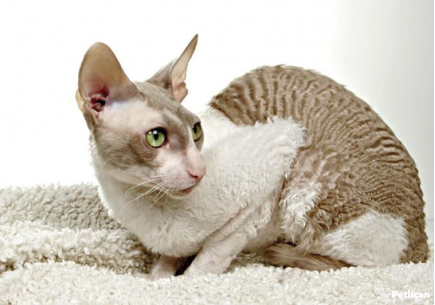 Class property employ ancho red  multi level mansion