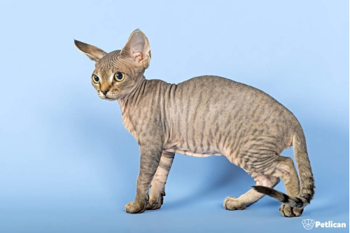 Devon Rex Cinsi Kedi Bakımı ve Özellikleri