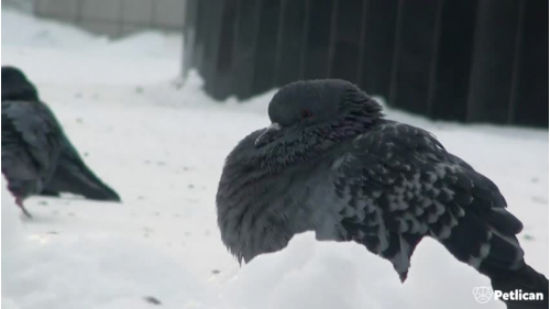 Güvercin Kış Bakımı