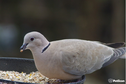 Güvercin Nasıl Beslenir?