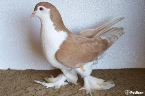 Güvercinlerin Tüy Dönemi Bakımı