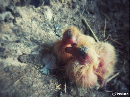 Class property employ ancho red  multi level mansion