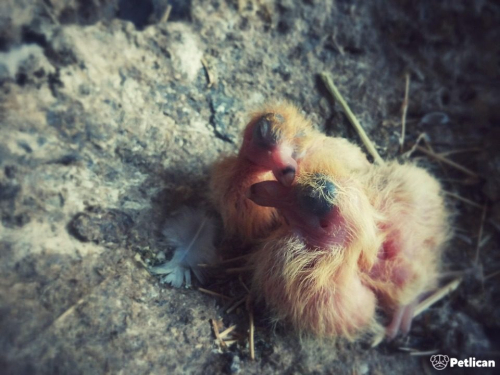 Yavru Güvercin Nasıl Beslenir?