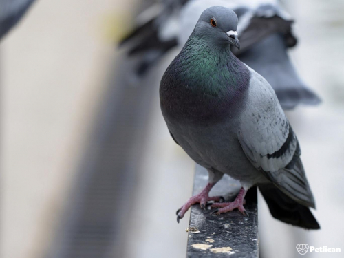 Güvercin Bakımı Püf Noktaları