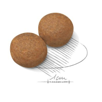 Royal Canin Maxi Adult Büyük Irk Yetişkin Köpek Maması 15 Kg