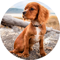 Köpek ve Kedi