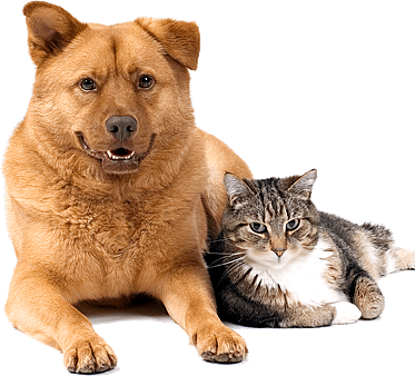 Köpek ve Kedi