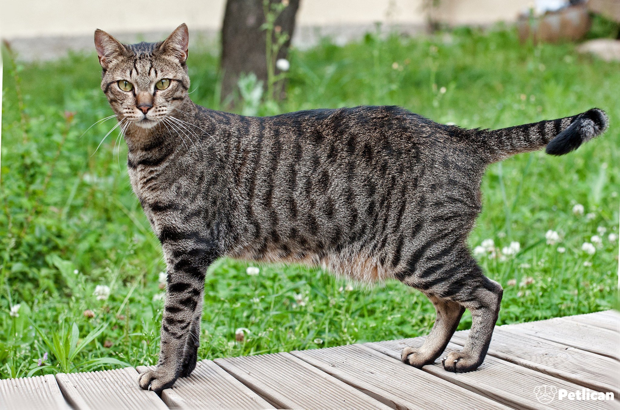 Egyptian Mau